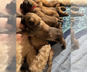 Bouvier Des Flandres Puppy for sale in BLANCO, TX, USA