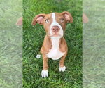 Small Mutt