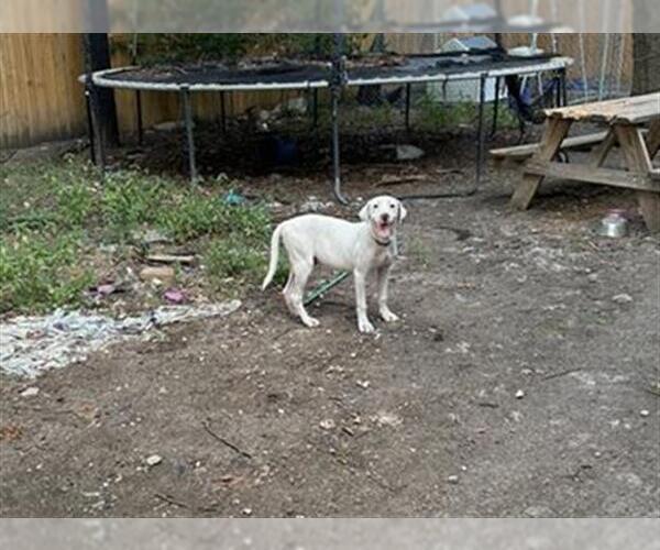 Medium Photo #1 Labrador Retriever-Unknown Mix Puppy For Sale in San Antonio, TX, USA