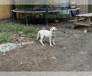 Labrador Retriever-Unknown Mix Dogs for adoption in San Antonio, TX, USA