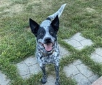 Small Photo #1 Australian Cattle Dog Puppy For Sale in WEVER, IA, USA