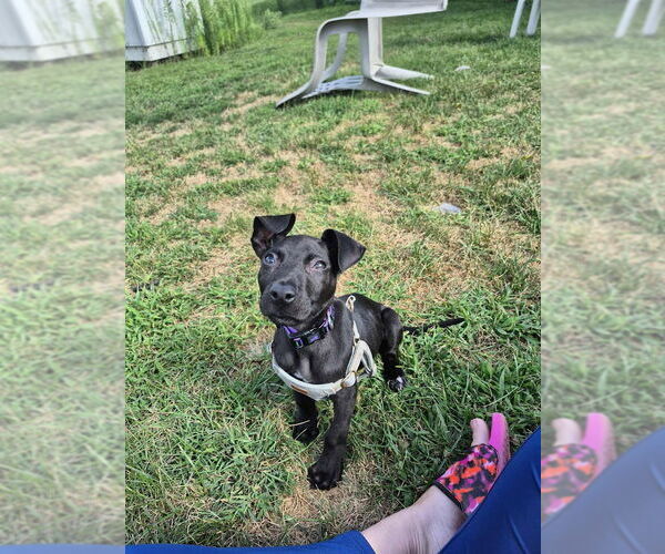 Medium Photo #10 American Pit Bull Terrier-Labrador Retriever Mix Puppy For Sale in Shermans Dale, PA, USA