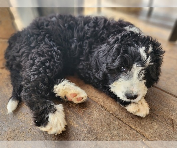Medium Photo #2 Bernedoodle Puppy For Sale in NASHVILLE, TN, USA