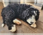 Small Photo #2 Bernedoodle Puppy For Sale in NASHVILLE, TN, USA