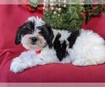 Small Photo #5 Zuchon Puppy For Sale in LANCASTER, PA, USA