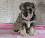 Puppy 1 Schnauzer (Miniature)