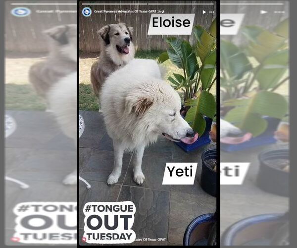 Medium Photo #56 Chow Chow-Great Pyrenees Mix Puppy For Sale in Houston, TX, USA