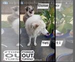 Small #55 Chow Chow-Great Pyrenees Mix