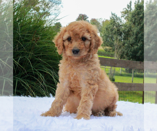 Medium Photo #3 Poodle (Standard) Puppy For Sale in GORDONVILLE, PA, USA