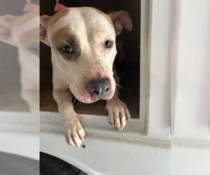 American Pit Bull Terrier Dogs for adoption in West Palm Beach, FL, USA