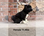 Small #1 Akita