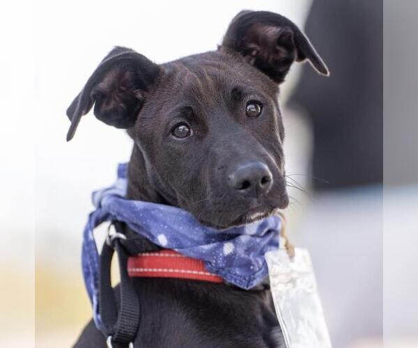 Medium Photo #38 Labrador Retriever-Unknown Mix Puppy For Sale in San Diego, CA, USA