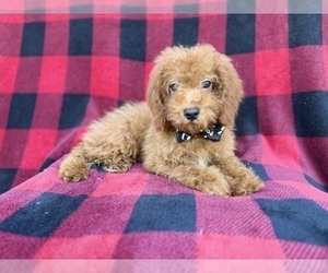 Cock-A-Poo Puppy for sale in LAKELAND, FL, USA