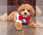 Kirby - Male Poodle (Toy) Puppy for Sale - Photo #3