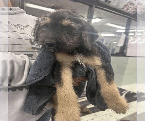 Medium Photo #2 Airedale Terrier-Unknown Mix Puppy For Sale in Lakewood, CO, USA