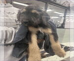 Small #1 Airedale Terrier Mix