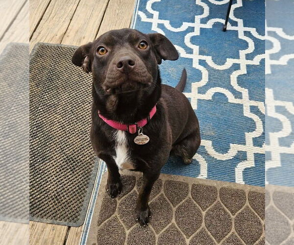 Medium Photo #16 Mutt Puppy For Sale in Candler, NC, USA