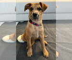 Small Border-Aussie