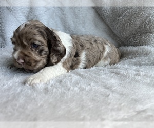 Medium Cocker Spaniel