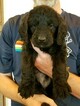 Small Photo #1 Labradoodle Puppy For Sale in REXBURG, ID, USA