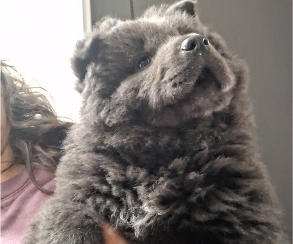 Medium Photo #2 Chow Chow Puppy For Sale in NYSSA, OR, USA