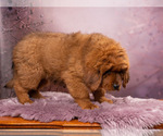 Small #7 Tibetan Mastiff