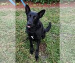 Small Photo #11 German Shepherd Dog Puppy For Sale in Royal Palm Beach, FL, USA