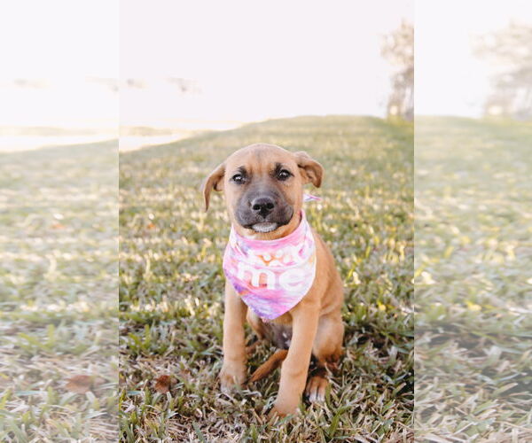 Medium Photo #10 American Staffordshire Terrier-Boxer Mix Puppy For Sale in Princeton, MN, USA