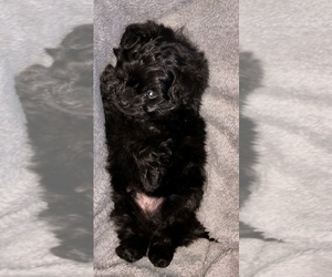 Pom-A-Poo Puppy for sale in STONEBORO, PA, USA