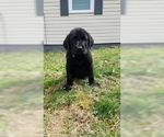 Small Photo #4 Labrador Retriever Puppy For Sale in WARDENSVILLE, WV, USA
