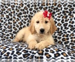 Small #23 Goldendoodle