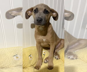 Sparrow- hound/lab puppy - Male Labrador Retriever-Unknown Mix Dog for Adoption - Photo #2