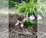 Puppy Puppy 3 Dexte Dachshund