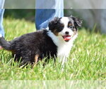 Small #1 Miniature Australian Shepherd