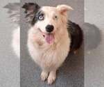 Small Australian Shepherd