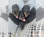 Small #5 Rottweiler