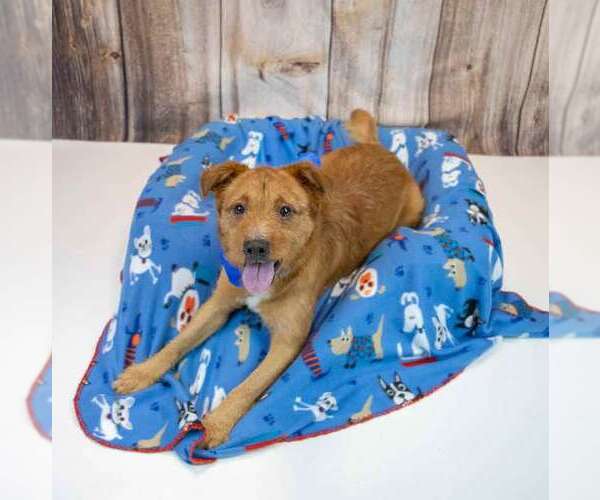 Medium Photo #3 Mutt Puppy For Sale in Kennesaw, GA, USA