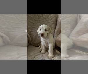 Australian Shepherd-Labradoodle Mix Puppy for Sale in FULTON, New York USA
