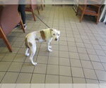 Small American Pit Bull Terrier