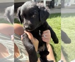 Small Photo #17 Golden Retriever-Miniature Australian Shepherd Mix Puppy For Sale in LOGAN, UT, USA