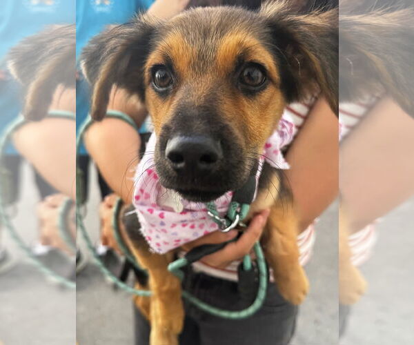 Medium Photo #4 Mutt Puppy For Sale in Newport Beach, CA, USA