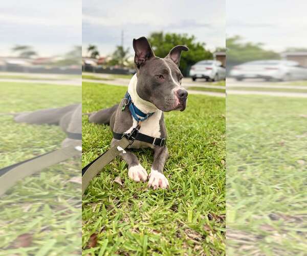 Medium Photo #2 Staffordshire Bull Terrier Puppy For Sale in Pompano Beach , FL, USA