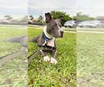 Small #1 Staffordshire Bull Terrier