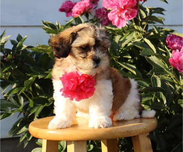 Medium Photo #3 Zuchon Puppy For Sale in THORP, WI, USA