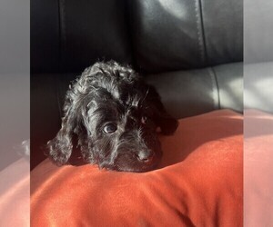 Labradoodle Puppy for sale in WHITE CITY, OR, USA