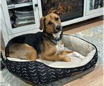Small #10 Beagle Mix