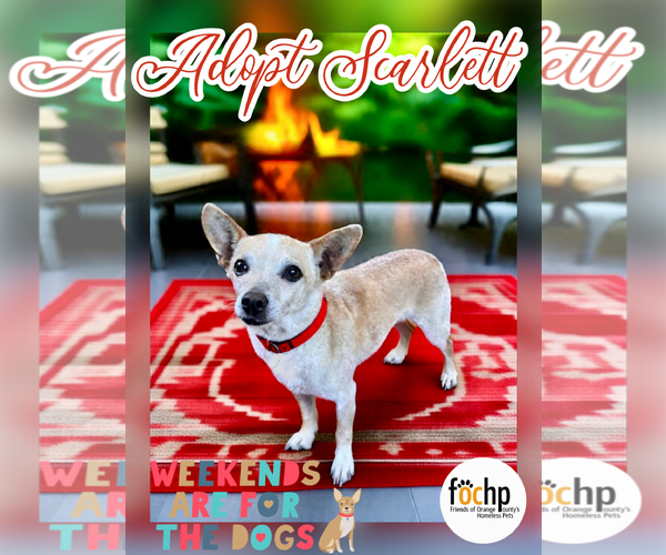 Medium Photo #1 Chihuahua Puppy For Sale in Menifee, CA, USA