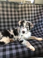 Australian Shepherd Puppy for sale in LEXINGTON, NC, USA