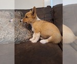Small #5 Pembroke Welsh Corgi