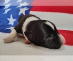 Small Photo #38 Border Collie Puppy For Sale in NORBORNE, MO, USA